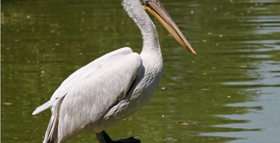 Best Kenya Lake Naivasha All-Inclusive Luxury Honeymoon Safari Tour