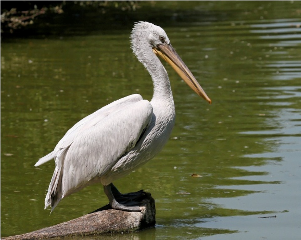 Best Kenya Lake Naivasha All-Inclusive Luxury Honeymoon Safari Tour