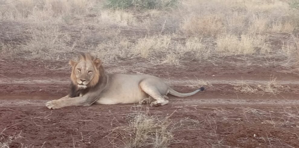 https://www.topcreamsafaris.com/trip/kenya-safari-holidays-packages-2025-2026-2027/