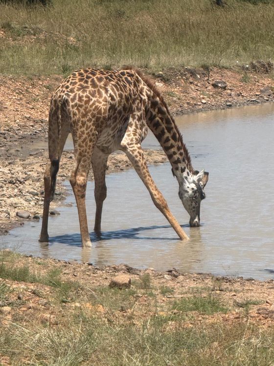 3 Days Amboseli and Tsavo East Luxury Safari