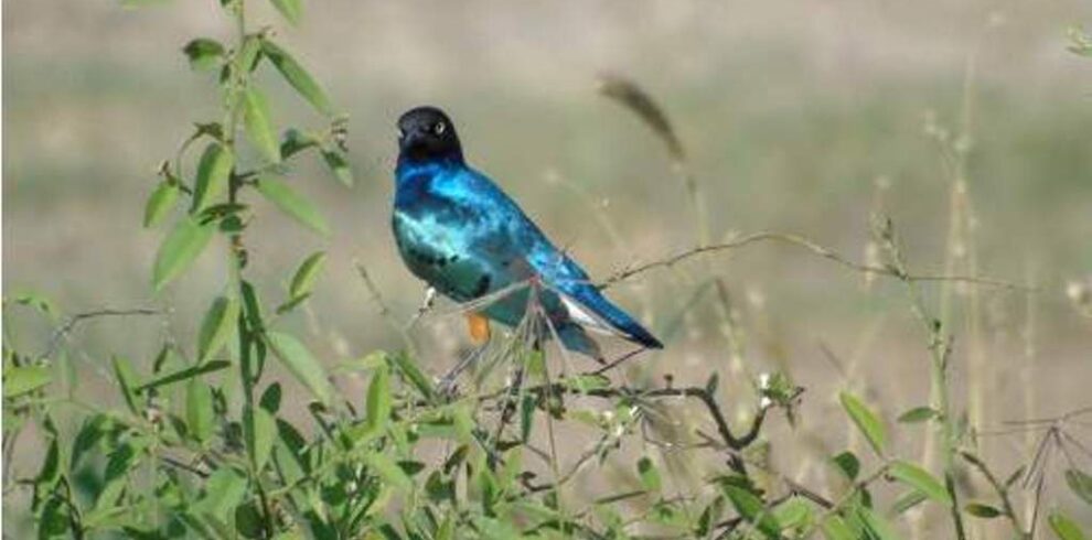 https://www.topcreamsafaris.com/trip/top-kenya-safari-packages-from-nairobi-2026-2028