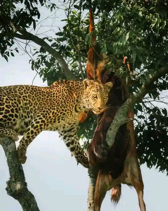 07 Days Amboseli – Lake Nakuru – Masai Mara Kenya Tour 2025–2027