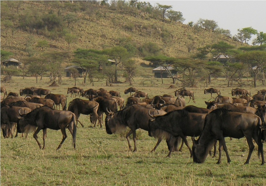 https://www.topcreamsafaris.com/trip/3-days-fly-in-luxury-serengeti-safari/