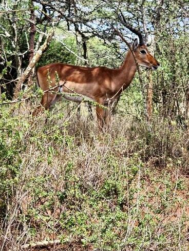https://www.topcreamsafaris.com/trip/14-days-east-africa-safari-2025-2026-2027