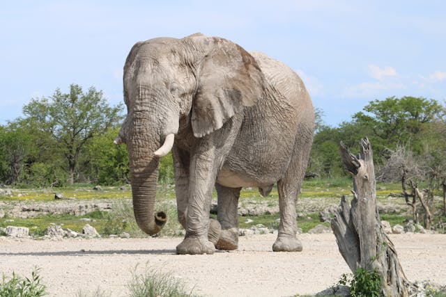 https://www.topcreamsafaris.com/trip/3-days-best-kenya-all-inclusive-luxury-honeymoon-safari-in-amboseli-2025-2027