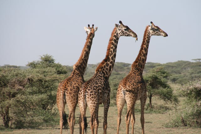 https://www.topcreamsafaris.com/trip/3-days-best-kenya-all-inclusive-luxury-honeymoon-safari-in-masai-mara-2025-2027