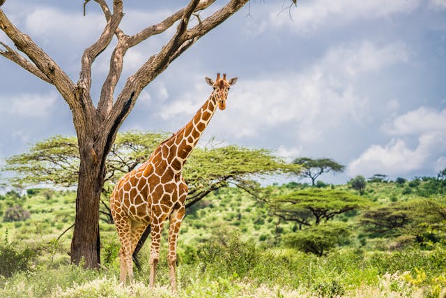3 Days Best Kenya All-Inclusive Luxury Honeymoon Samburu Safari Tour