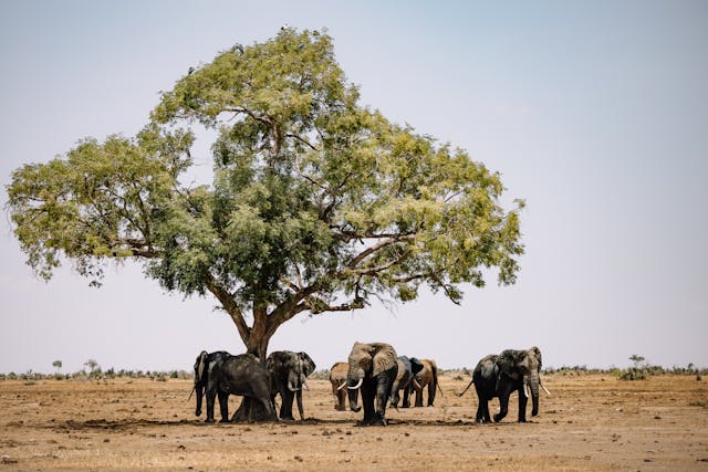 www.topcreamsafaris.com/trip/7-days-best-kenya-all-inclusive-luxury-safari-tour-2025-2027
