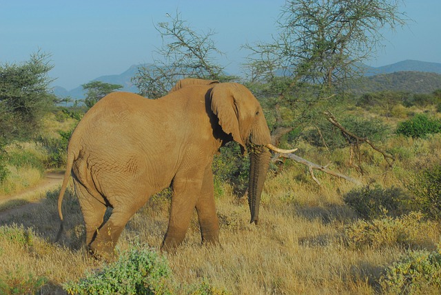 7 Days Tsavo East, Tsavo West, Amboseli, Lake Nakuru & Masai Mara Safari