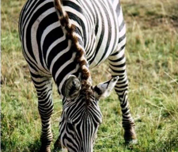 Burchell-zebra-queching-thirst-at-Masai-Mara-Best-of-Kenya-Safari