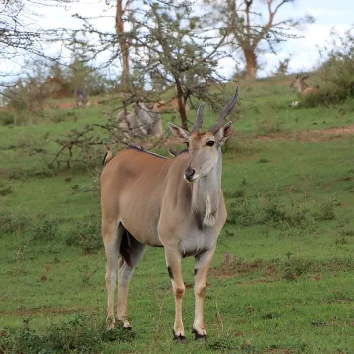 https://www.topcreamsafaris.com/trip/kenya-tanzania-safari