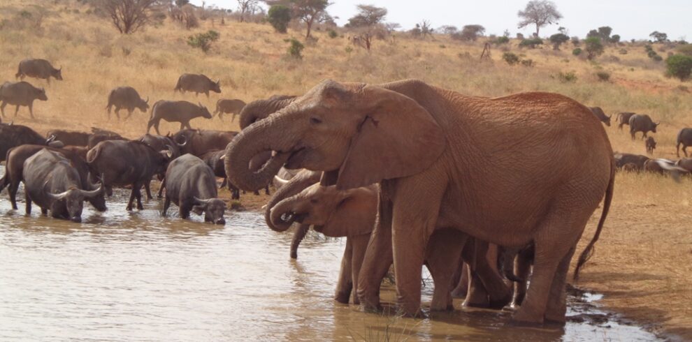 Discover Kenya safari holiday packages 2025-2027. Experience Masai Mara, Amboseli, Lake Nakuru & luxury fly-ins. Book your dream wildlife adventure today!