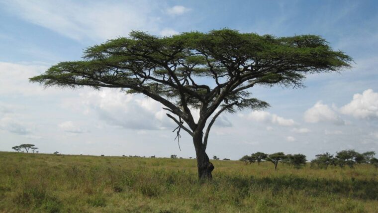 Top Cream Tours & Safaris stands out as a premier East African safari company offering tailor-made Kenya safaris, luxury lodges, Great Migration adventures, and beach extensions in Diani and Zanzibar — all customized to your dream experience.
