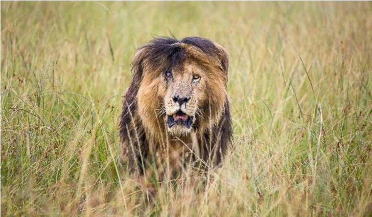 Black Maned lion in Masai Mara Game Reserve
