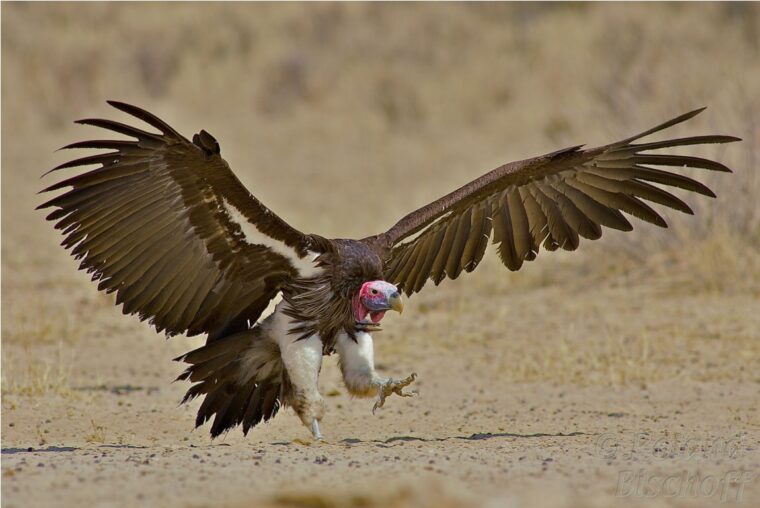 Explore the stunning Ngorongoro Crater on a 3–5 day guided safari with game drives, crater exploration, and cultural experiences in Tanzania’s northern circuit