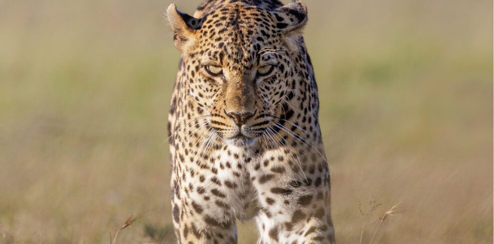 10 Days Kenya Big Five Safari & Diani Beach (2026-2028)