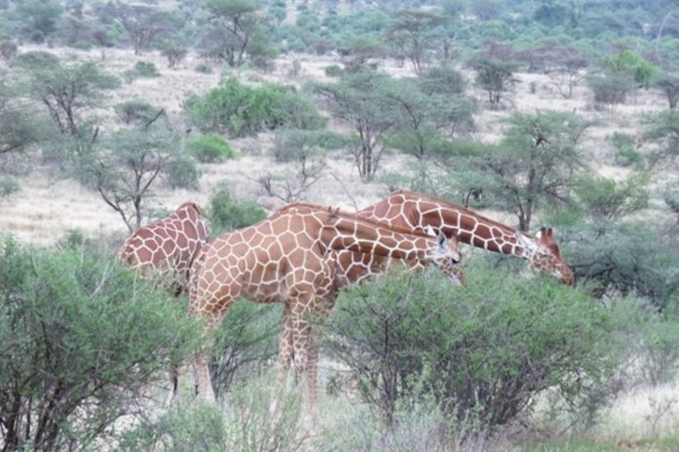 Kenya & Tanzania Safari Packages 2025–2028 | Top Cream Tours