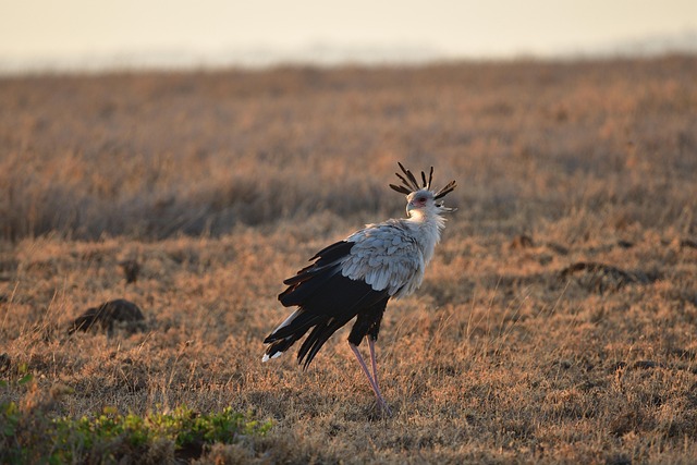 Bird Watching Safari in Kenya (2025–2027)
