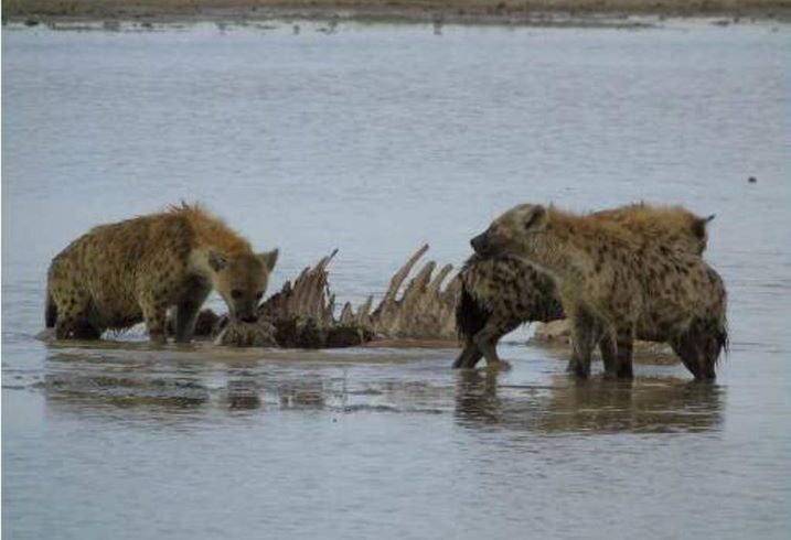 Top Kenya Safari Tours from UK & Europe (2025–2027)