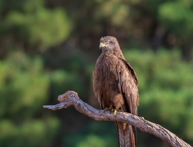 10 Days Kenya Birding Safari 2025–2027