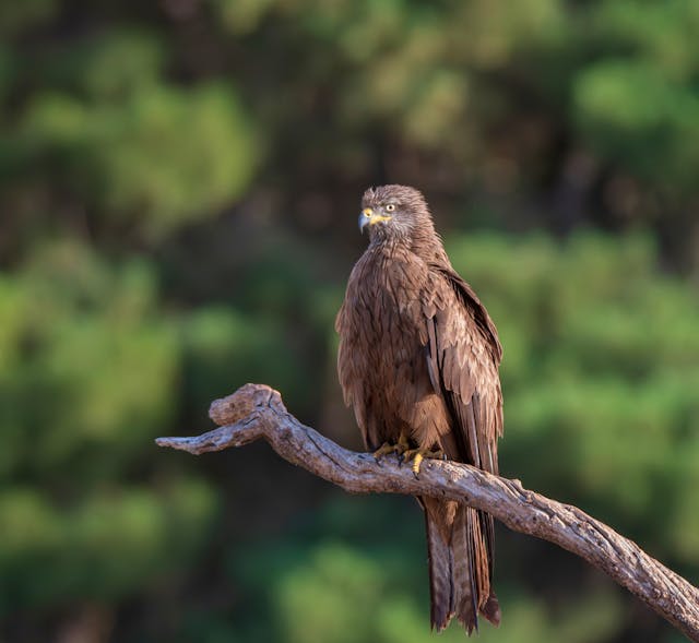 10 Days Kenya Birding Safari 2025–2027