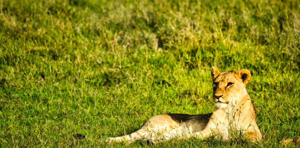 https://www.topcreamsafaris.com/trip/top-7-kenya-safaris-packages-from-mombasa-2026-2028