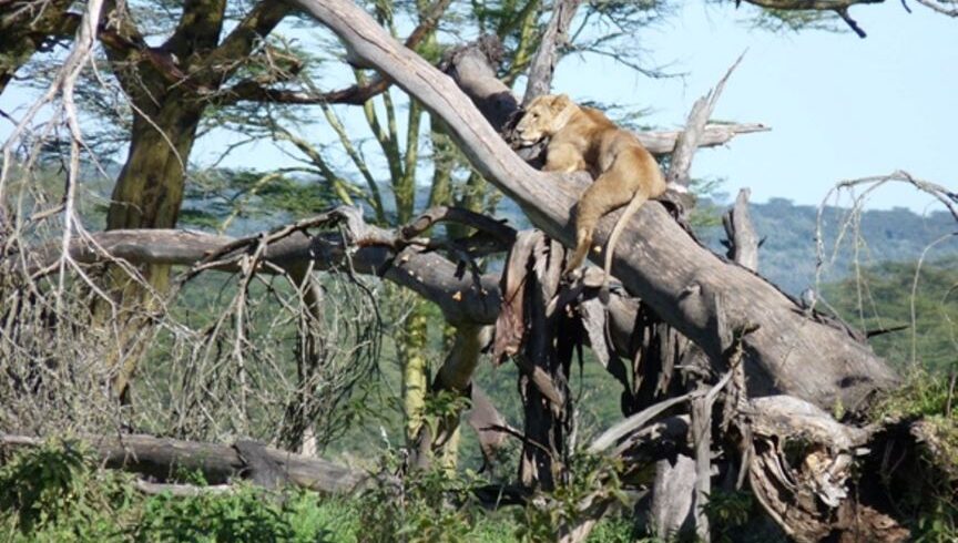 Top Kenya Safari Tours from USA & Canada 2025–2027