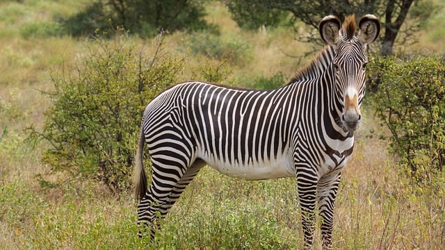 grevyzebra in Samburu Game Reserve
