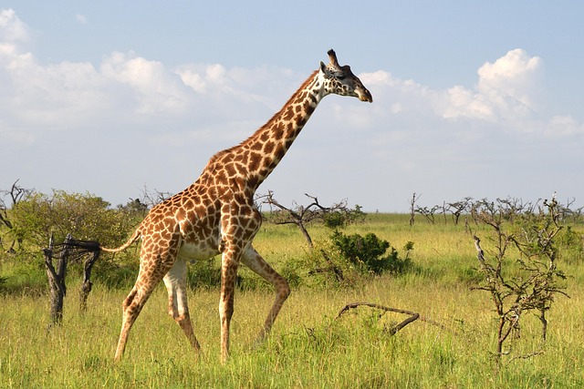 masai-giraffe in Masai Mara