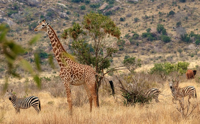 10-Day Best of Kenya Safari from Mombasa (2026–2028)