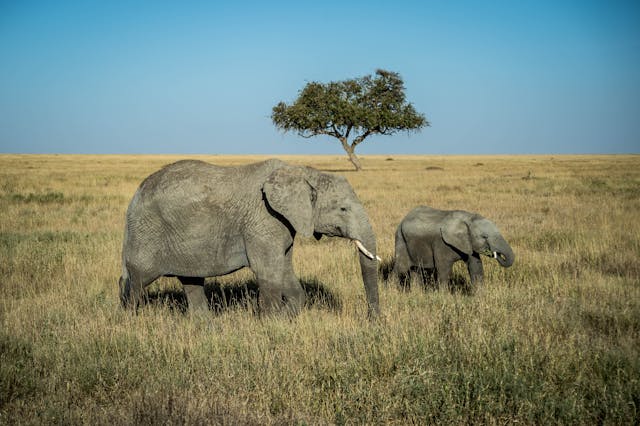 3-Day Tanzania Calving Safari in Ndutu
