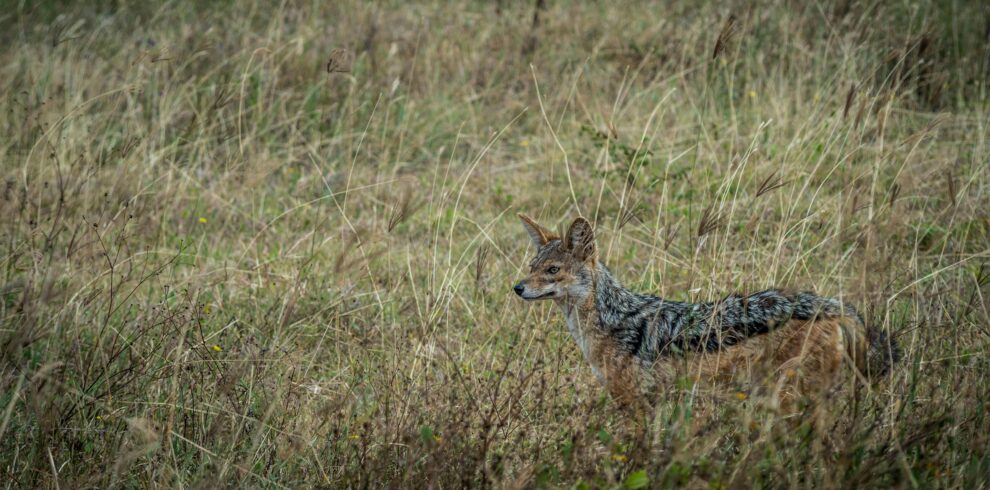 4-Day Tanzania Selous Safari Ultimate Guide (2026-2028)