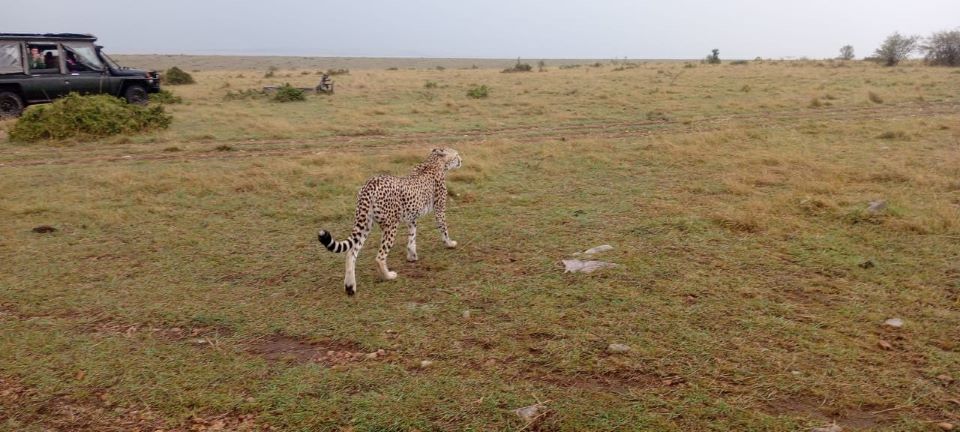 5-Day Luxury Kenya Safari 2026/27/28 | TopCream Safaris