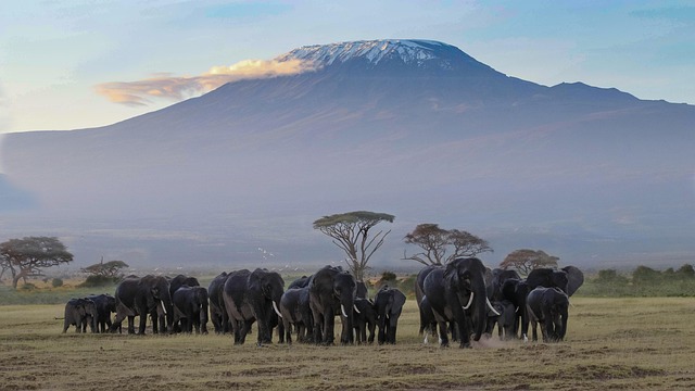 Kenya & Tanzania Safari 2026–2028