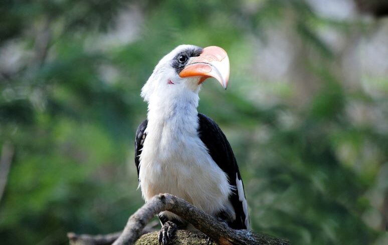 Top Tanzania Birdwatching Safaris 2025–2027