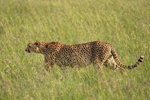 5 Days Masai Mara – Lake Nakuru & Naivasha Budget Group Safari (2026–2028)