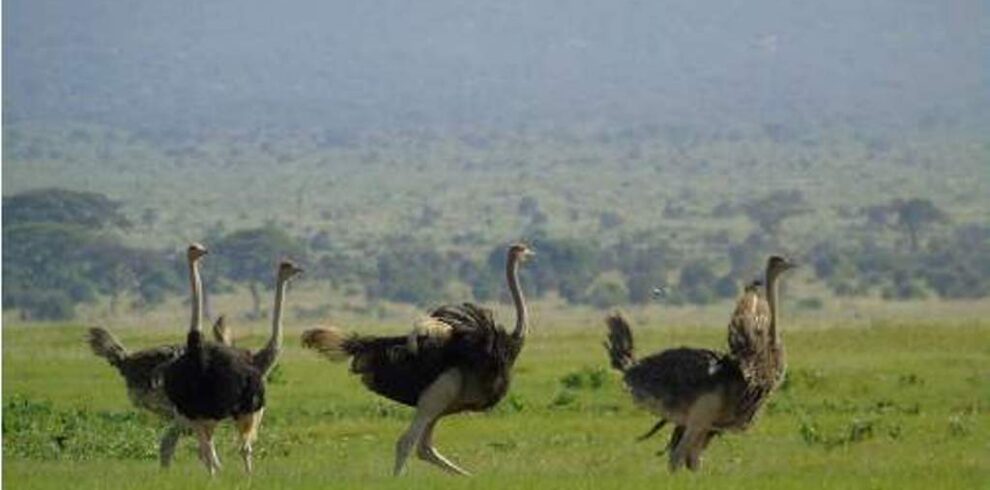 4-Day Tanzania Calving Safari | Serengeti Ndutu 2026-2028