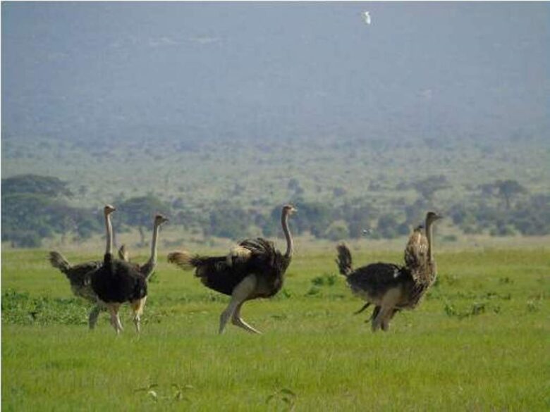 4-Day Tanzania Calving Safari | Serengeti Ndutu 2026-2028