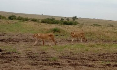 13-Day Ultimate Kenya & Tanzania Safari + Zanzibar Beach Holiday (2026 / 2027 / 2028)