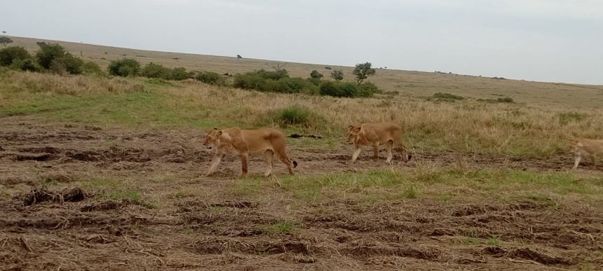 13-Day Ultimate Kenya & Tanzania Safari + Zanzibar Beach Holiday (2026 / 2027 / 2028)