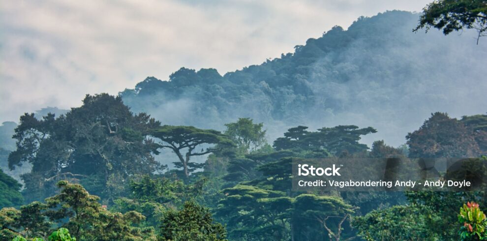 Affordable Uganda Safari Packages 2026-2028 | Top Cream Safaris