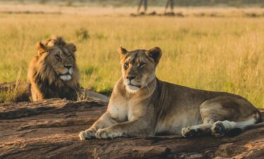 4 Days Serengeti Migration Tour 2026/2027/2028 –