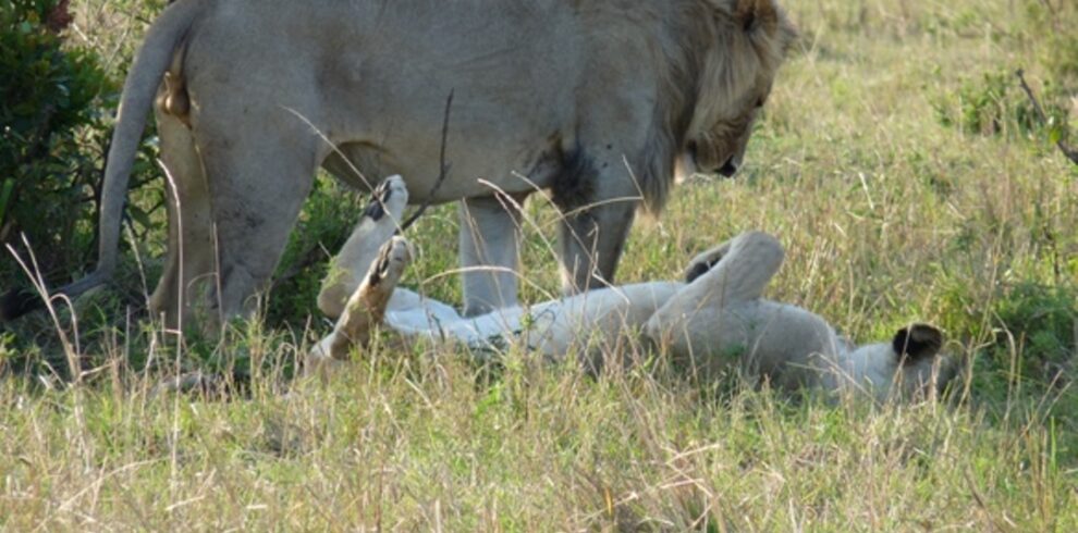 3 Days Masai Mara Affordable Safari 2026–2028 | Top Cream Safaris