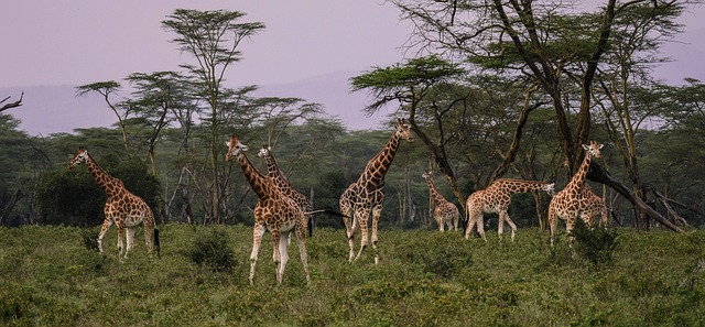 3 Days Lake Naivasha & Nakuru Affordable Safari 2026–2028