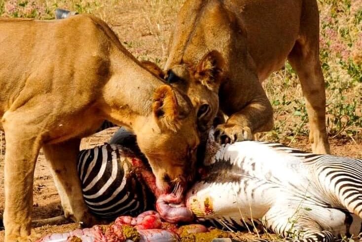 3 Days Samburu Affordable Safari 2026–2028. See rare wildlife, Samburu Special Five & expert-guided game drives.