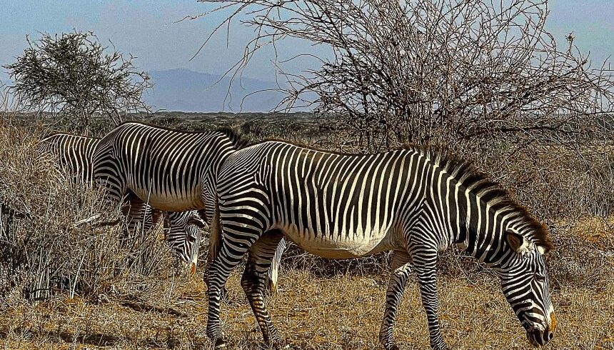 Best Safari Packages in Kenya 2026–2028