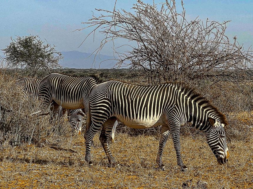 Best Safari Packages in Kenya 2026–2028