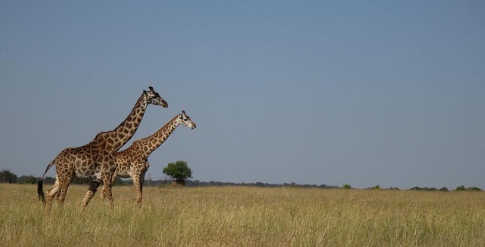 Tsavo West National parks 2027-2028 safaris